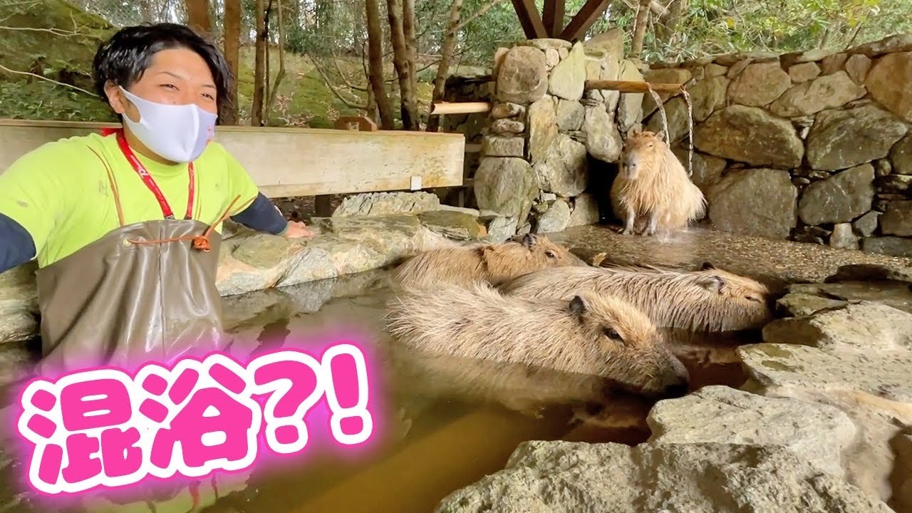 カピバラを好き過ぎて混浴する飼育員 Capybara bath & Zookeeper