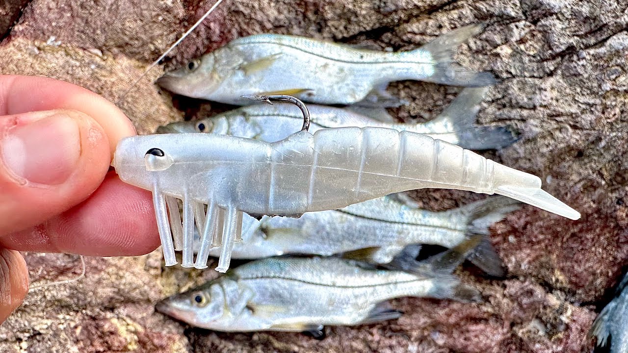 PESCA de ORILLA con CAMAR&Oacute;N ARTIFICIAL // pesca en las rocas // Rockfishing