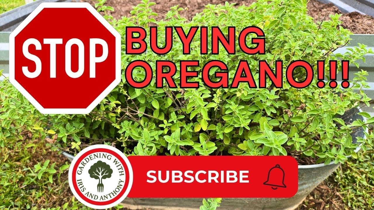 Stop Buying Oregano! How to harvest, Dry & Store fresh Oregano at Home