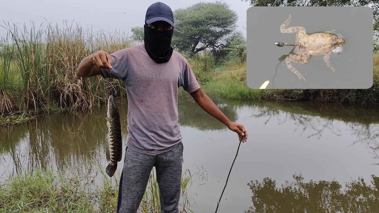 Live Frog Snakehead Murrel Fishing With Single Hook Using Bamboo Sticks