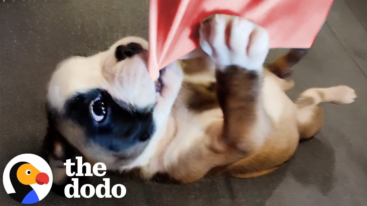 Couple Instantly Regrets Adopting Trouble Maker Puppy | The Dodo