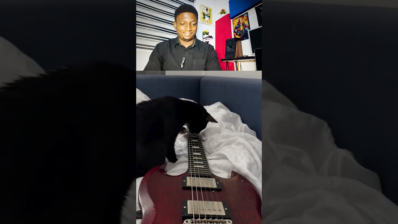The best guitar cat ever
