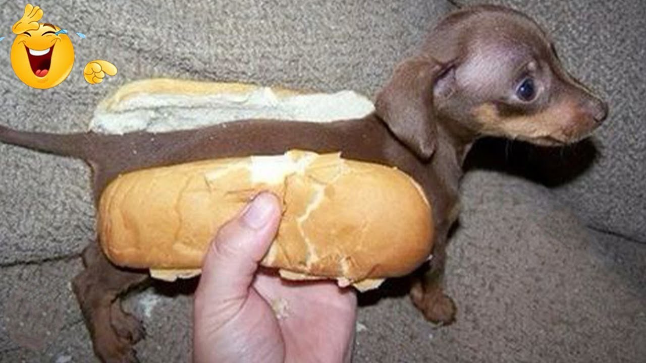 I Can’t Stop Laughing at These Hilarious Dogs 😂 Funny Dog Moments 2026 #42