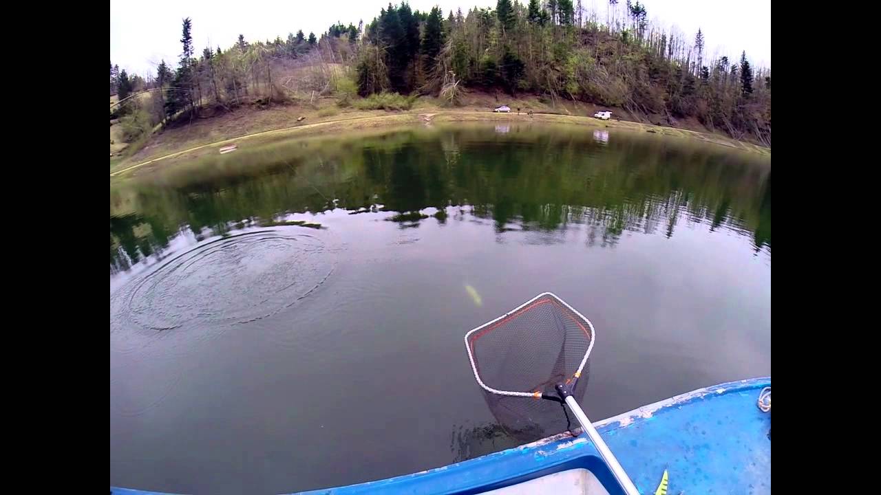 Lokvarsko lake 62 cm trout- Lokvarsko jezero pastrva 62 cm
