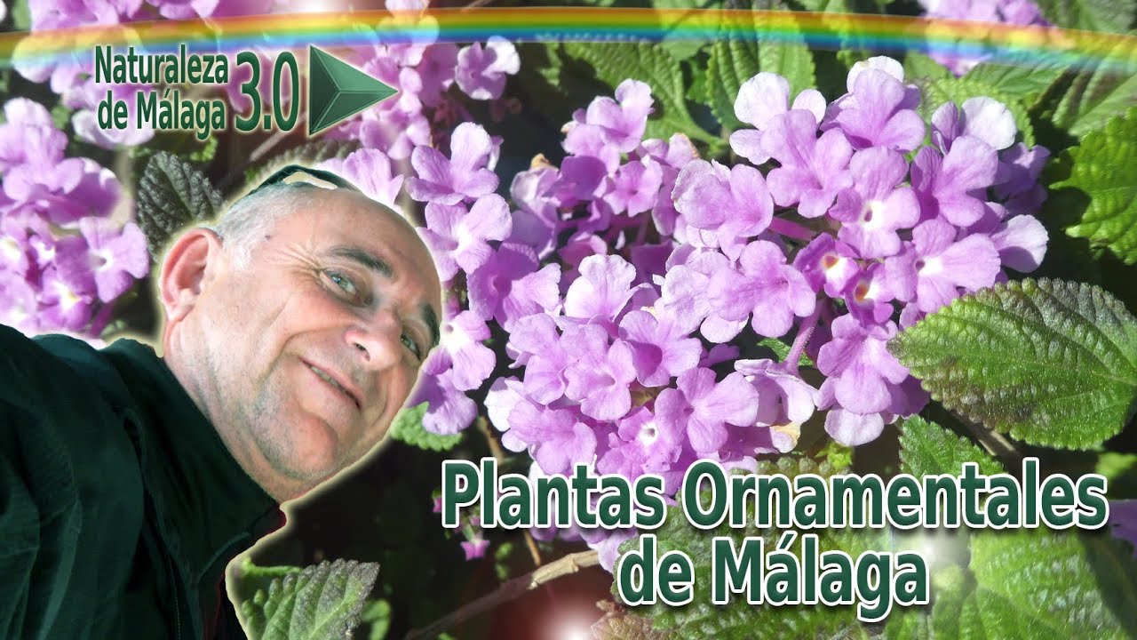 Lantana montevidensis