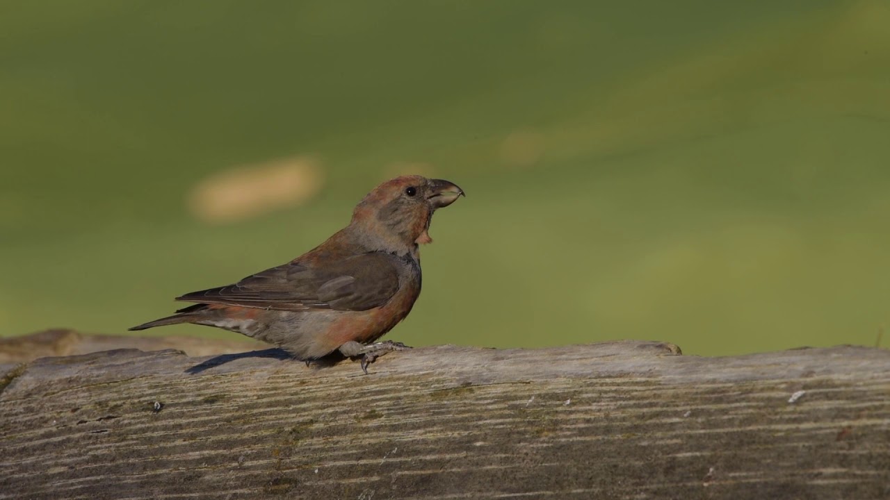 Çaprazgaga ( Loxia curvirostra-Crossbill )