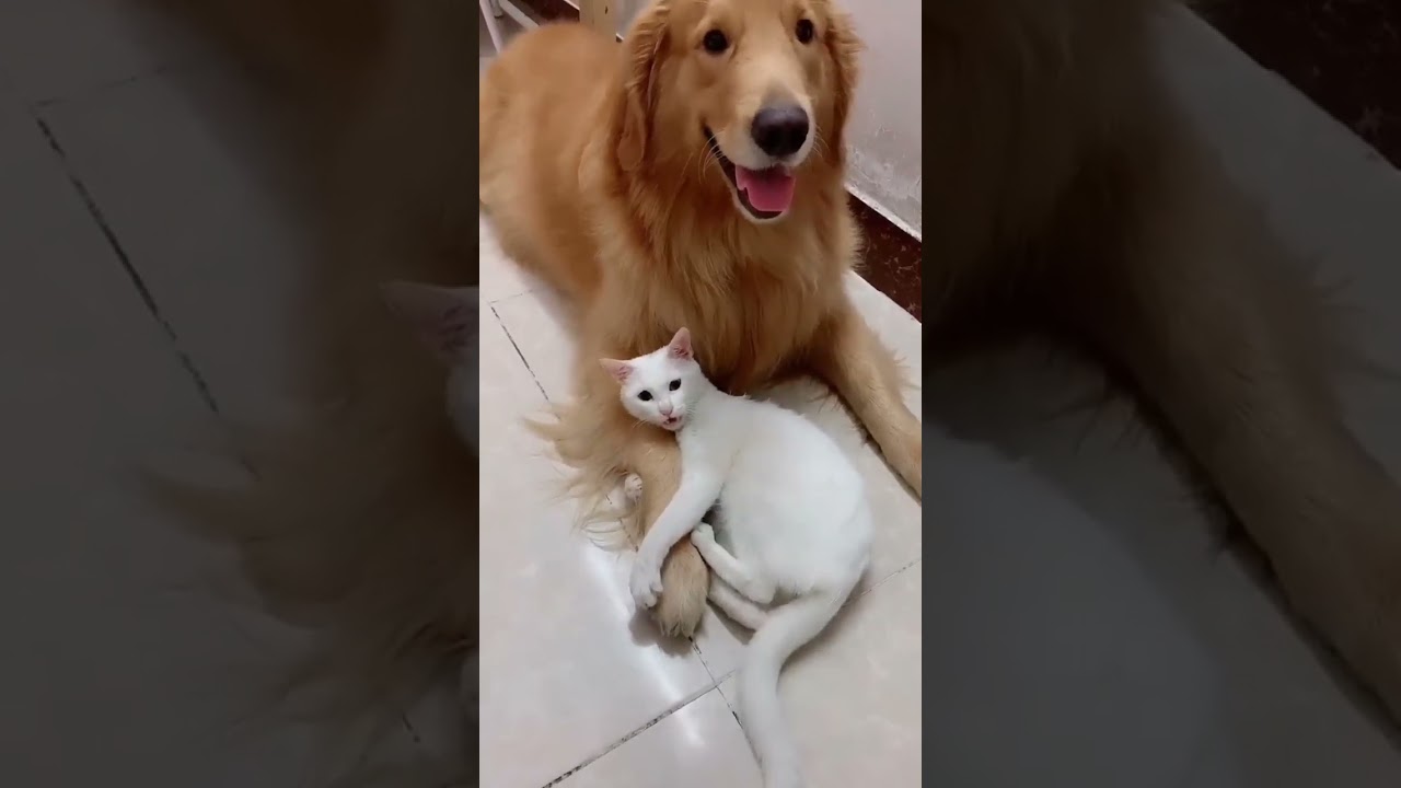 Cat cute #cat #catdinding