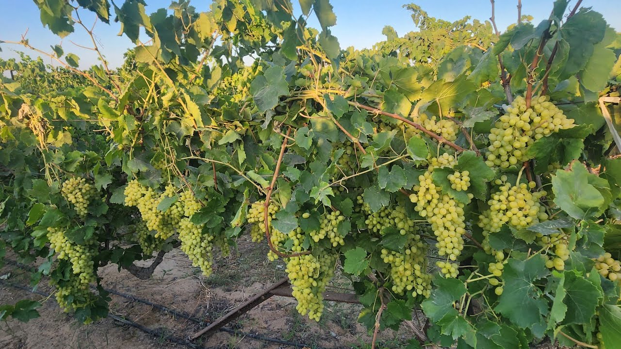 العنب البناتي السكريات والحصول علي جودة عالية ولون تسويقي جيد Thompson seedless Grape