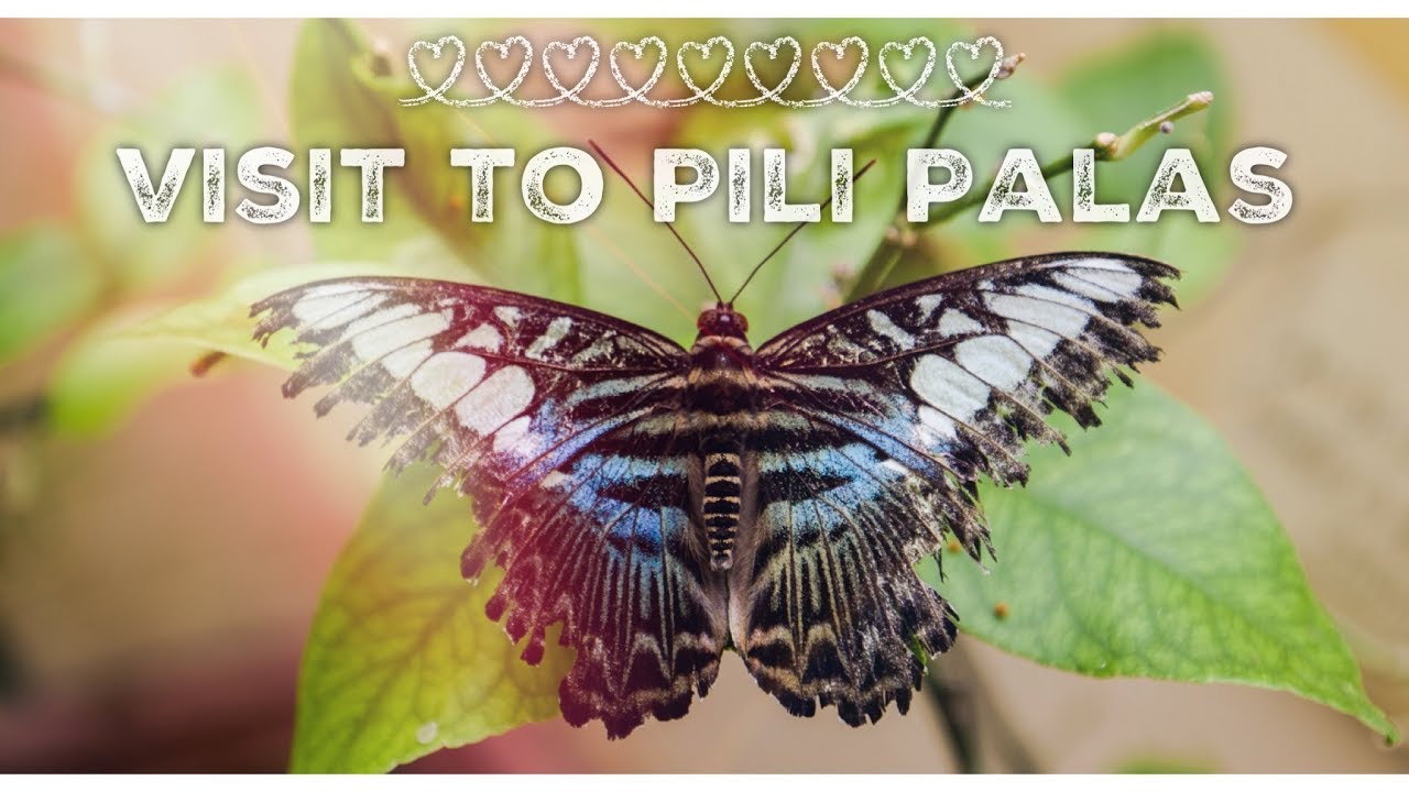 Visit to Pili Palas