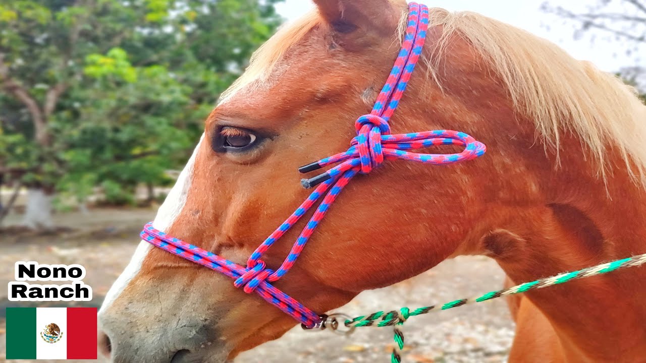 COMO HACER UNA JÁQUIMA PARA CABALLO 👌