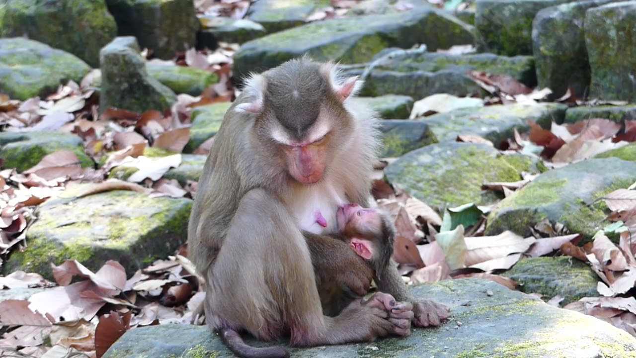 Loyce monkey rest for baby feed untill ready for Them