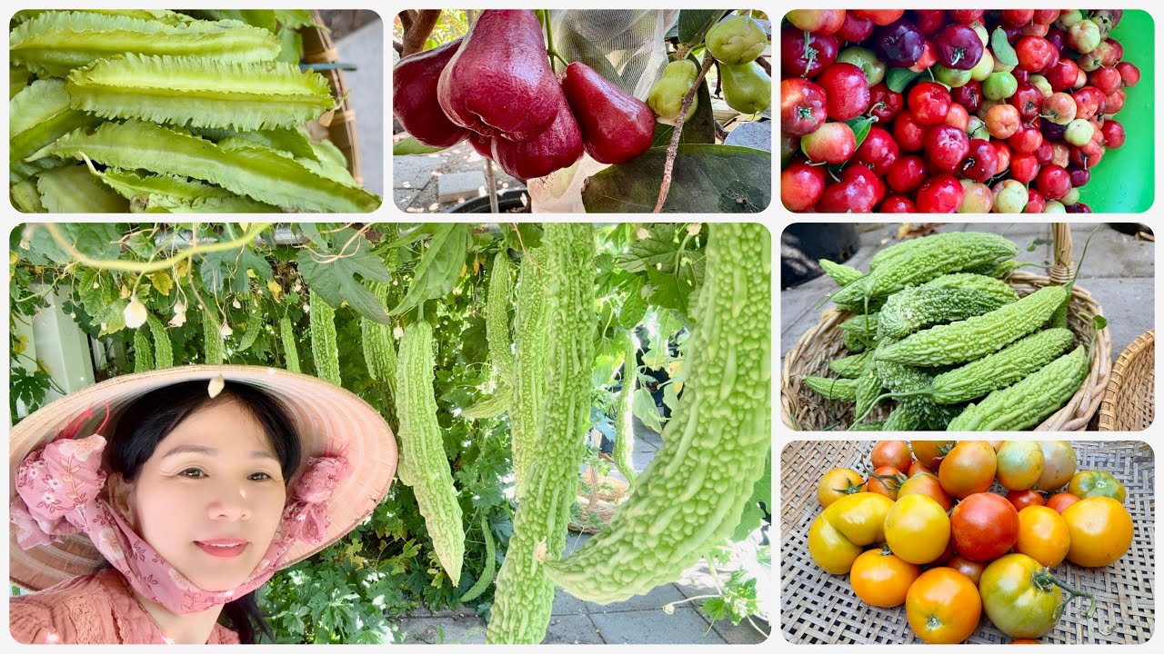Thu Hoạch Mận An Phước Ngọt Như Đường, Khổ Qua Trái Dài, Đậu Rồng, Rau Muống Và Cà Chua Vàng