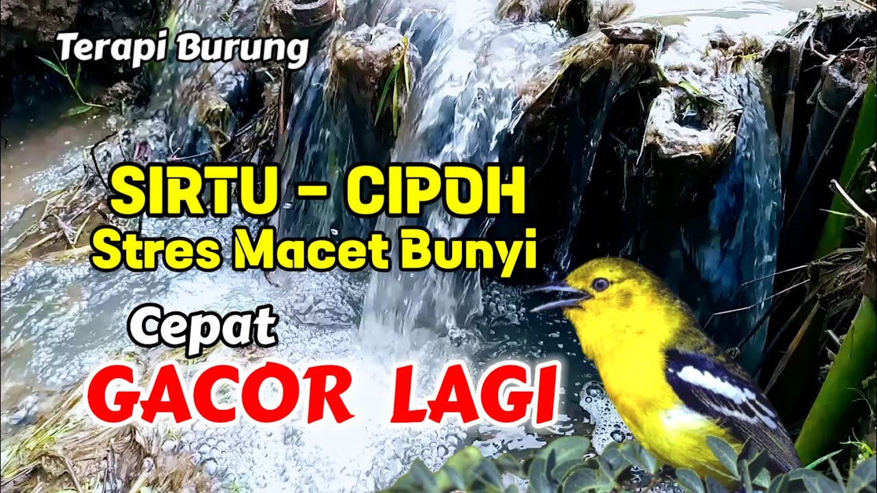 Suara air terapi burung #Cipoh - Sirtu stres macet bunyi, Pancingan Sirtu Cepat Gacor