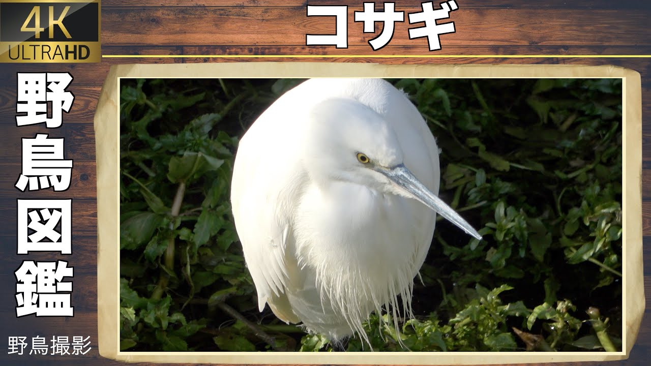 【野鳥図鑑】白鷺と言われる白い白鳥&rdquo;コサギ&rdquo;（小鷺）さん