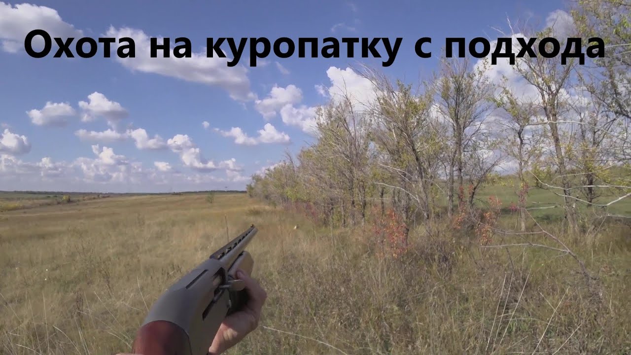 Охота на куропатку с подхода