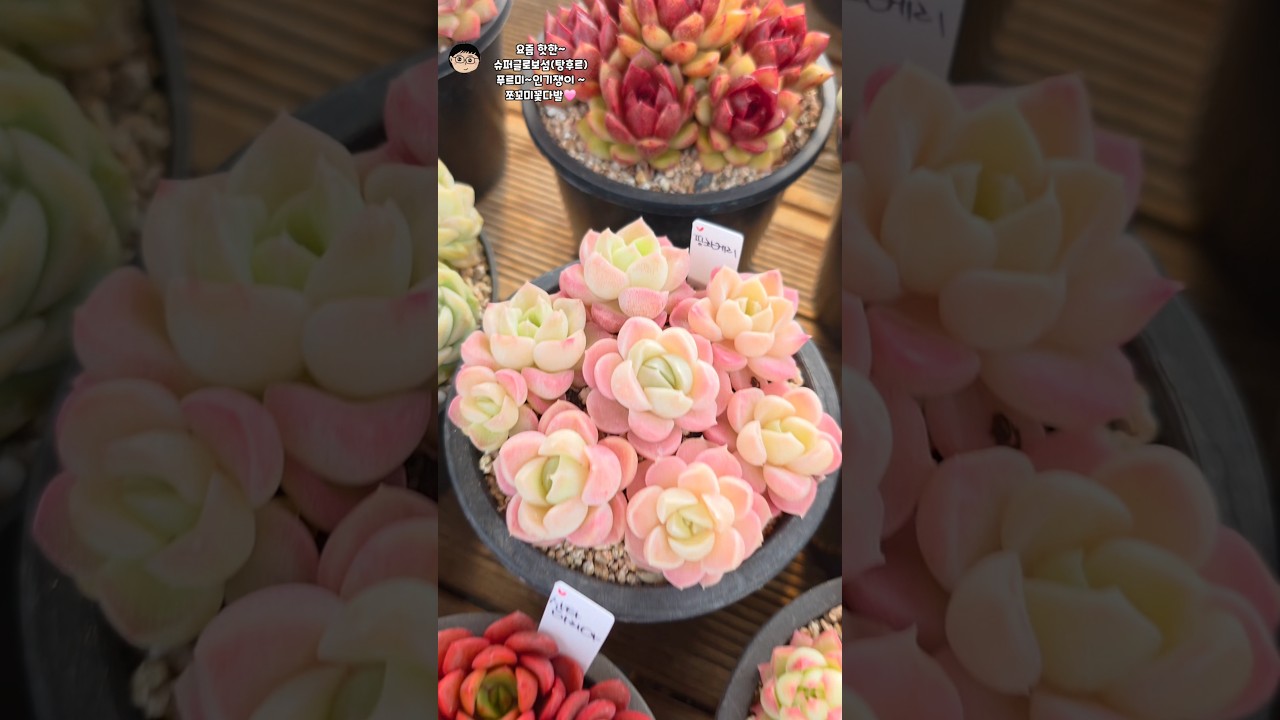 요즘인기쟁이~슈퍼글로보섬 (탕후르)&푸르미인기쟁이쪼꼬미꽃다발~~~❤️ #다육식물 #예쁜다육식물
