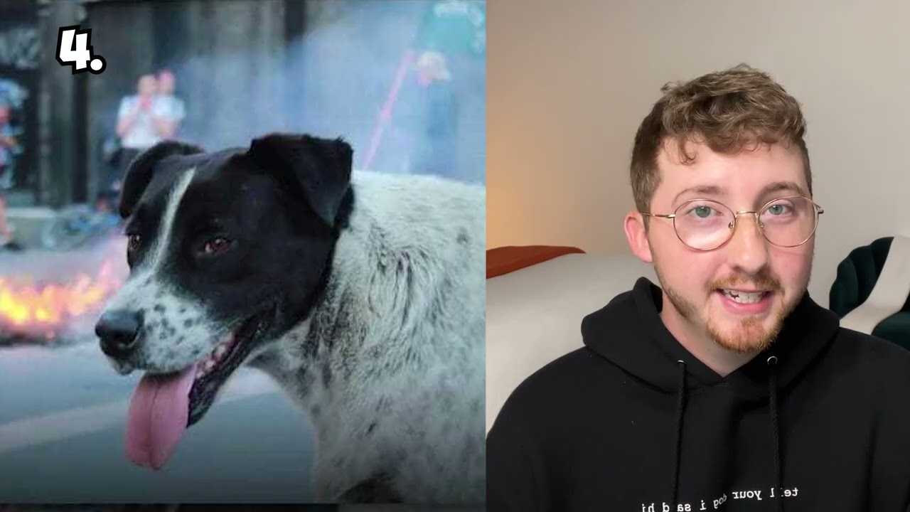 Top 10 Protest Dogs