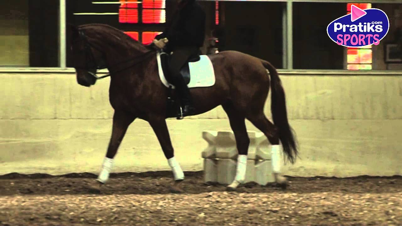 Equitation - L'épaule en dedans