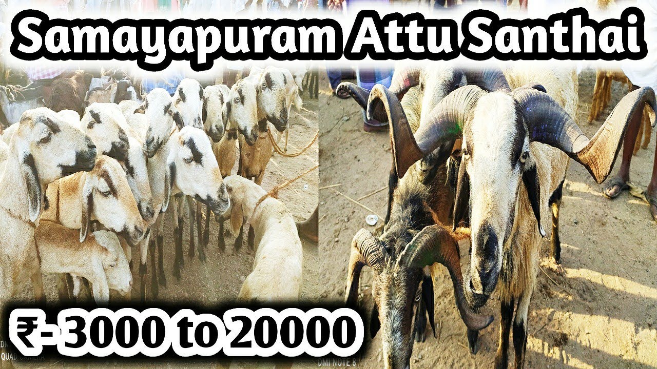 திருச்சி சமயபுரம் ஆட்டு சந்தை | Trichy Goat Market | #xplorewithvj |