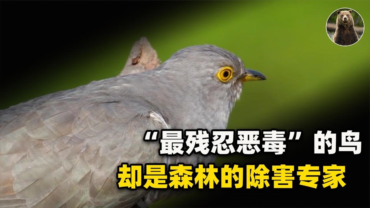 被夸赞几千年的益鸟，实际卑鄙到无下限，为何说&ldquo;布谷鸟&rdquo;残忍至极？【万物灵】