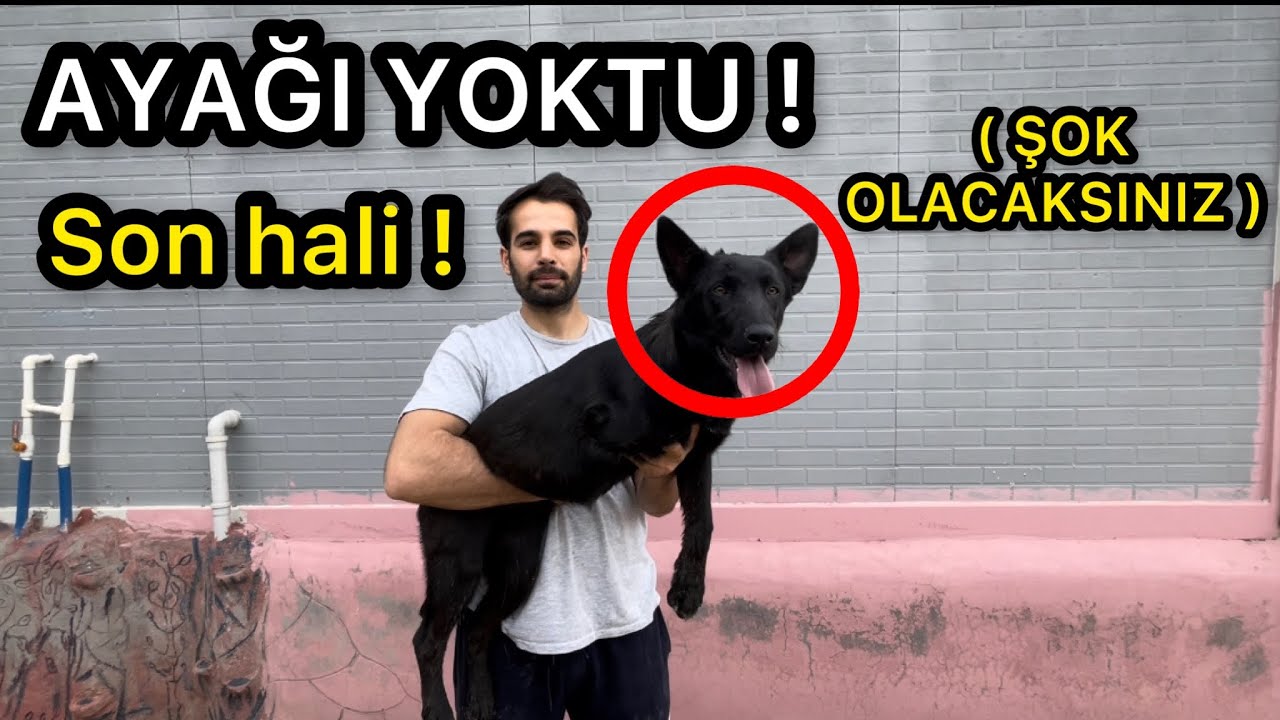 AYAĞI OLMAYAN KÖPEĞİN SON HALİ - Bu Köpek Ölür Dediler !!! ( Bıdık )
