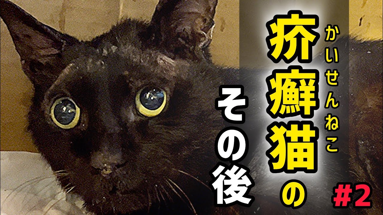 【疥癬】皮膚病を患い衰弱していた黒猫を保護して【その後】