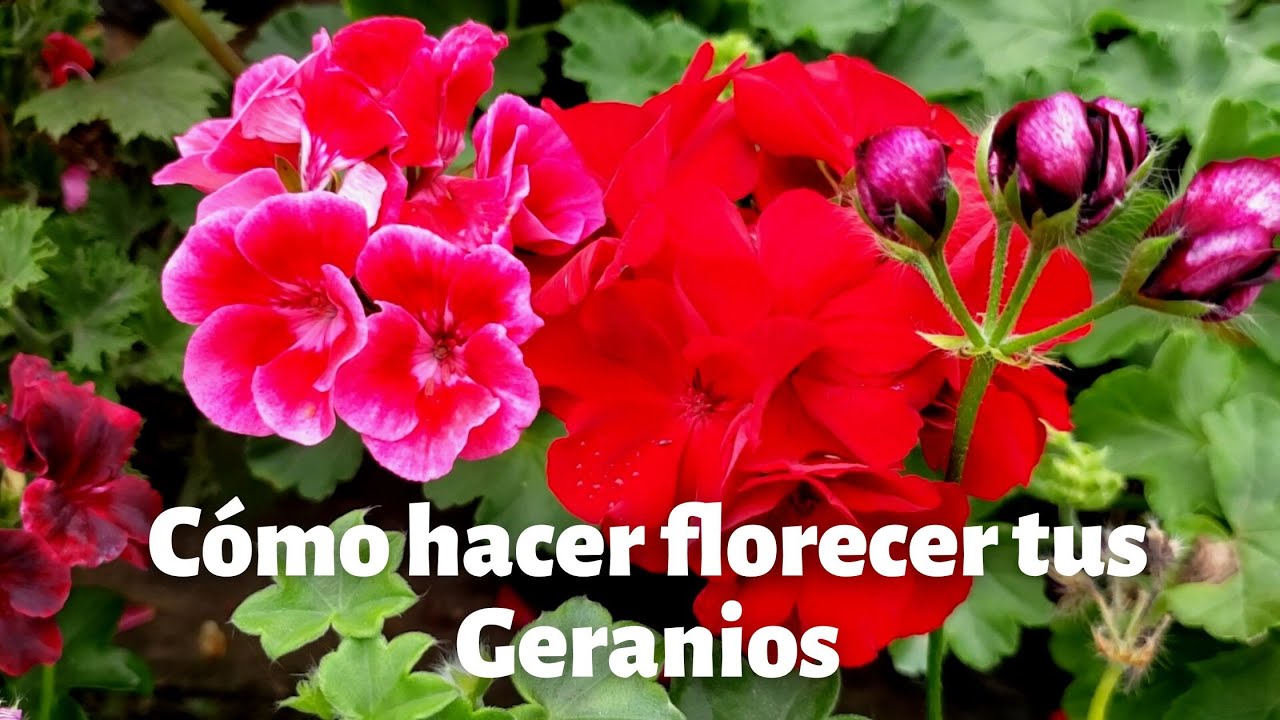 COMO TENER GERANIOS FLORECIDOS DURANTE TODO EL AÑO 🌼