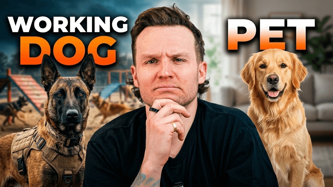 Why Most Dogs Are Failing (Pet vs Working Dog Explained)