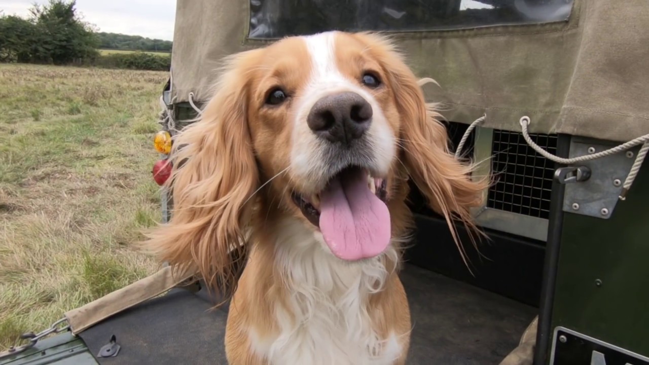 Gundog Training - “Dogging In With Ted”