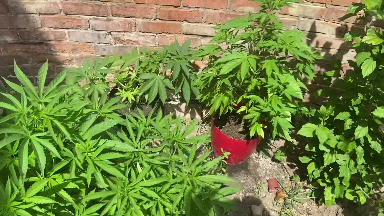 Uk weed grow 2020