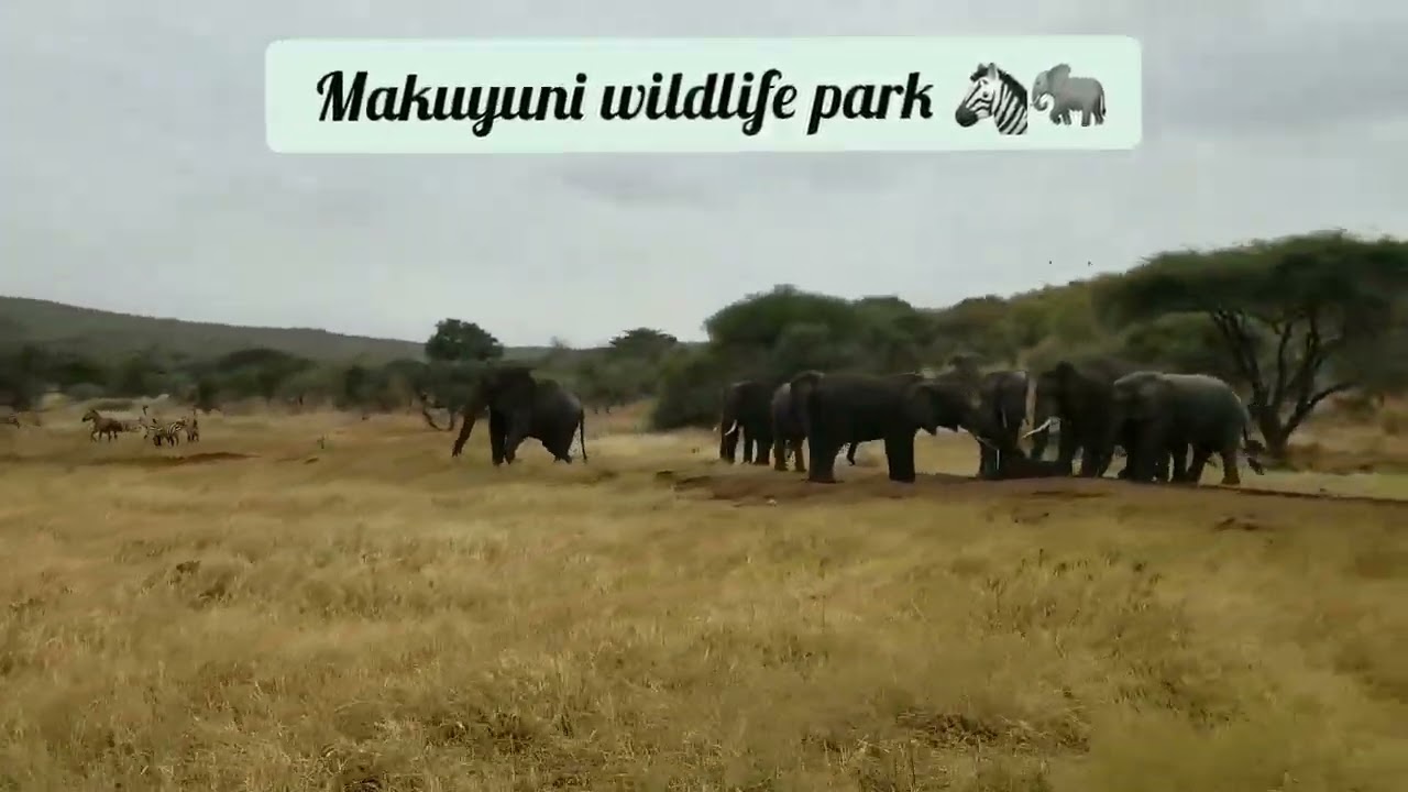 MAKUYUNI WILDLIFE PARK NI MBUGA NZURI SANA KWA KUTEMBELEA KUWAONA WANYAMA