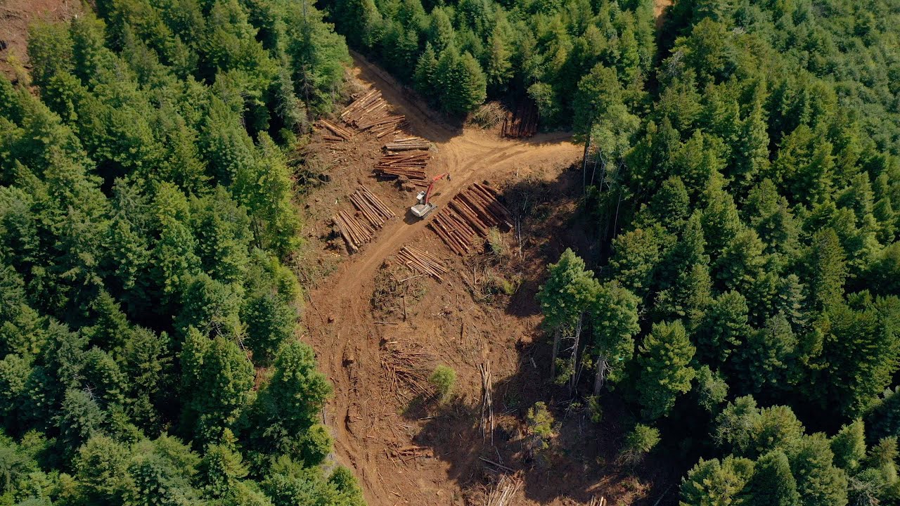 Clear Cut 2 4K 24p - Redwood Trees Harvested - Northern California