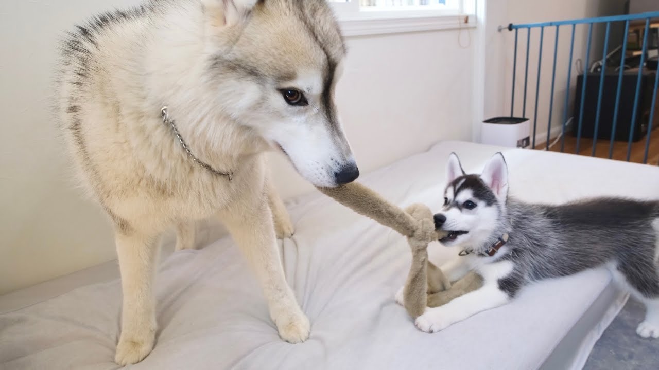 【綱引き】生後2ヶ月の弟に格の違いを見せつける兄ww【シベリアンハスキー】