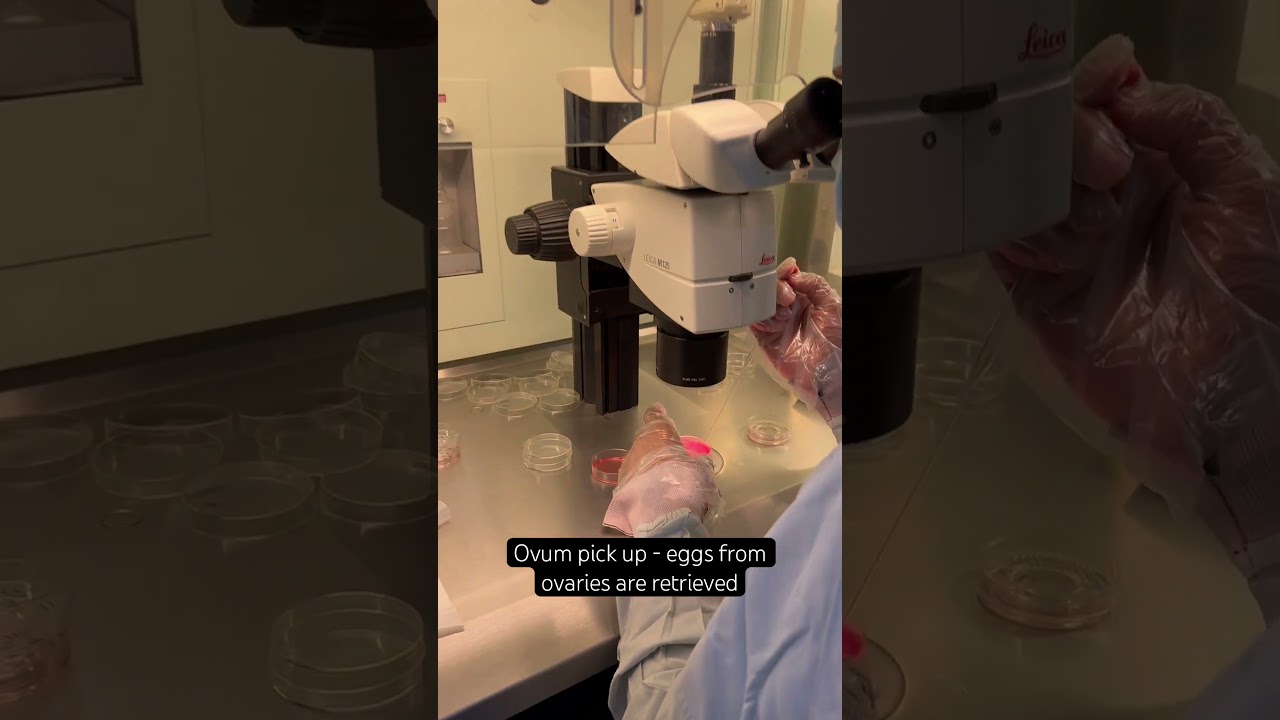 Inside the IVF lab - ovum pick up procedure for IVF पिक अप प्रक्रिया -  आईवीएफ़ लैब के अंदर #ivf