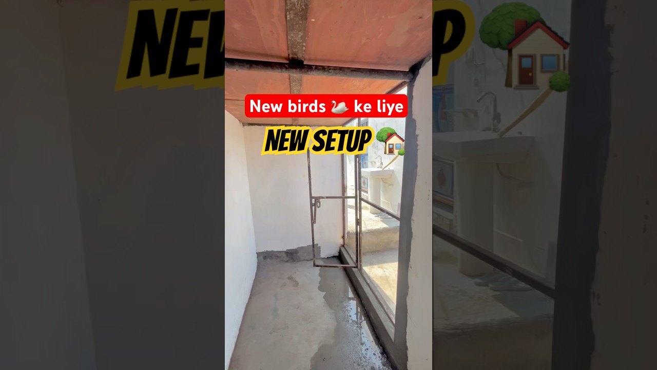 New birds ke liye new setup 🏠 #budiges #birds #lovebirds #parrot #cage #setup #colony #vlog #pet