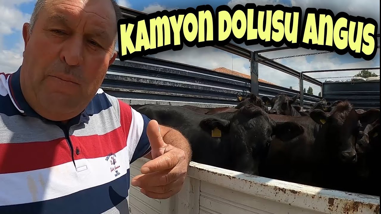 EŞREF ŞEKERLİ'DEN ANGUS SÜRÜSÜ ALDIK. SÜRÜ DAĞA KAÇTI. ANGUS BOĞAMIZ NASIL?
