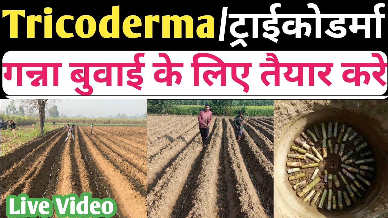 Tricoderma/ट्राईकोडर्मा को गन्ना बुवाई के लिए तैयार करे