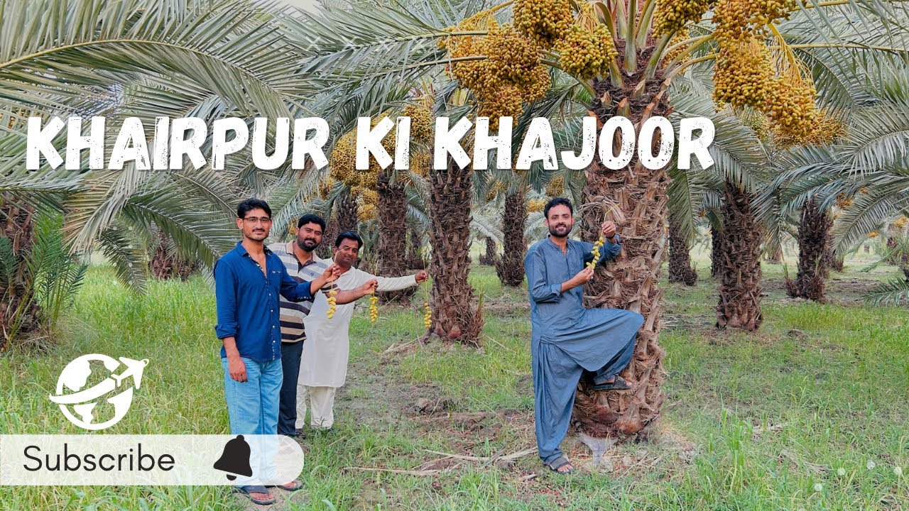 Khairpur ki mashoor Khajoor | Pakistan's Largest Datepalm Farming | 