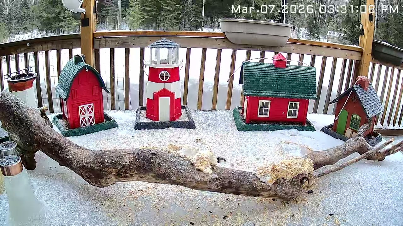 My fine feathered friends daily visits. ENJOY LIKE AND subscribe #pileated #timmins 