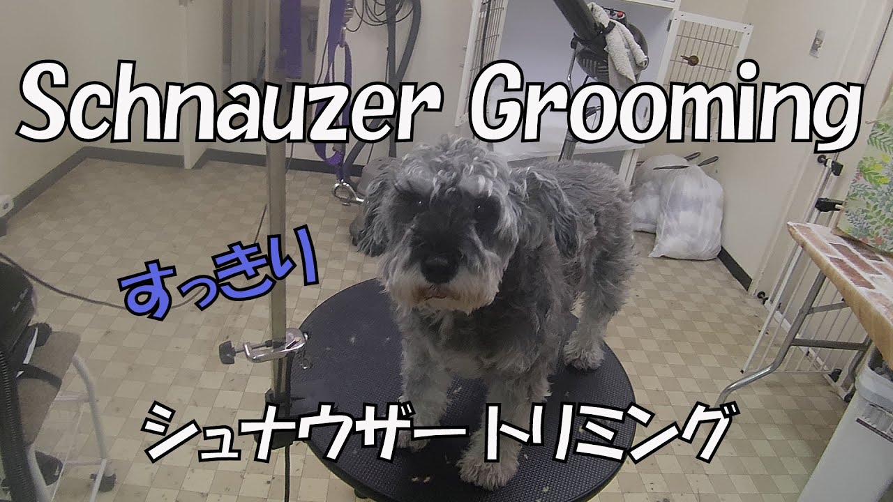 ミニチュアシュナウザー　トリミング