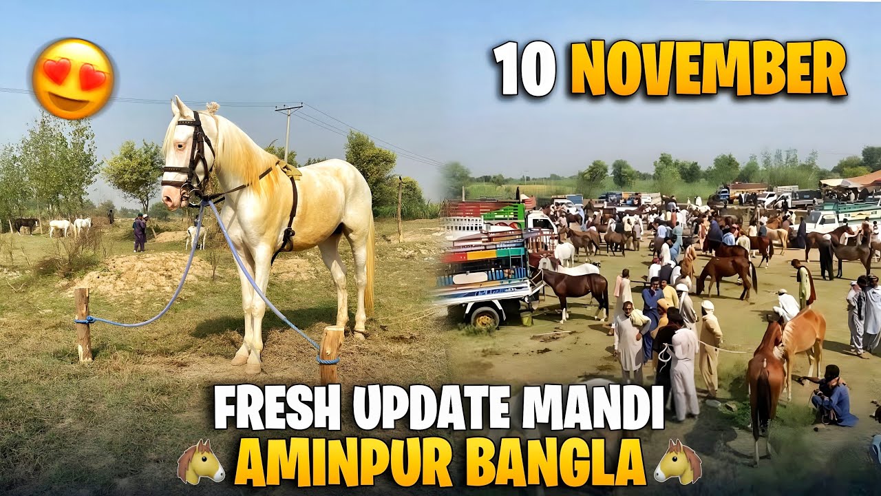 10 November || Mandi Aminpur Bangla || Desi Horse Mare in Pakistan 🇵🇰🐴#horse #horsetrack #horsebreed