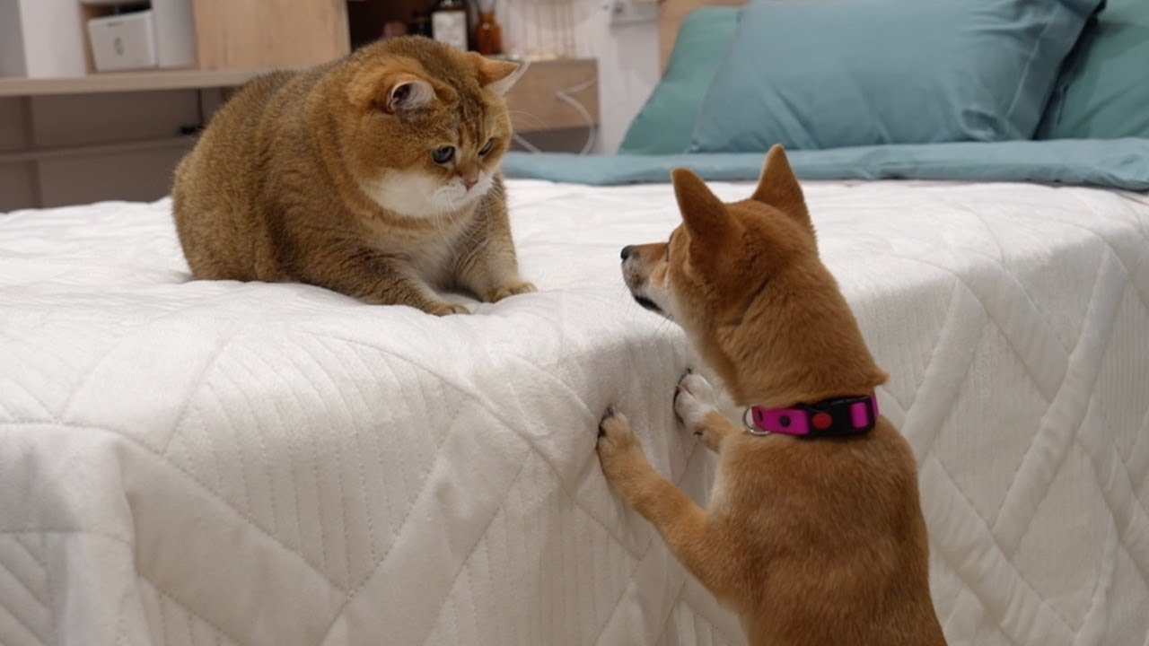 I met a Shiba Inu dog