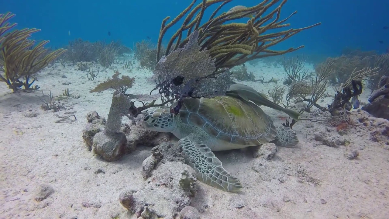 Tauchen an der Küste von Playa del Carmen, Yucatan