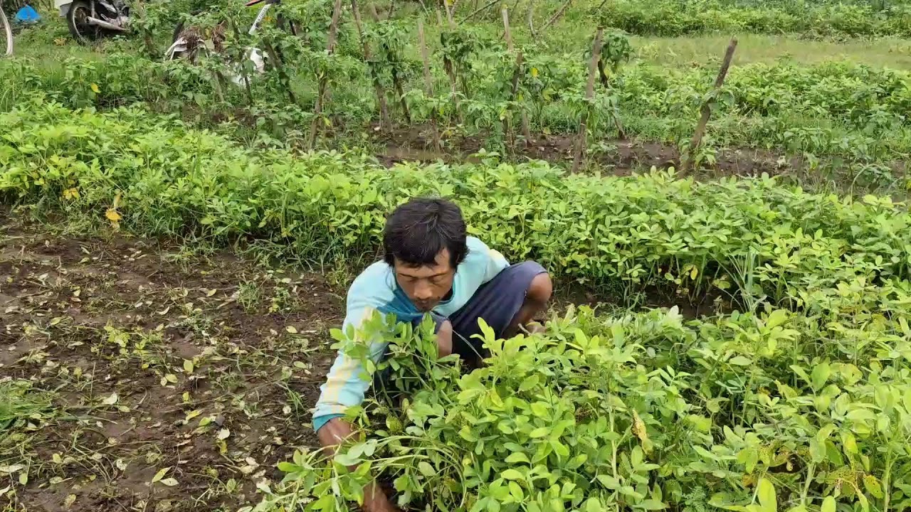 AMAZING PEANUT HARVEST! SKILLED FARMER PULLING PLANTS BY HAND - Agriculture Gardening