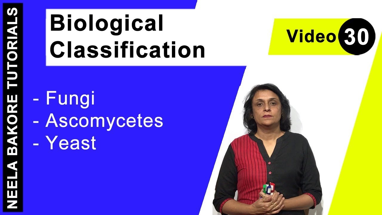 Biological Classification | NEET | Fungi - Ascomycetes - Yeast | Neela Bakore Tutorials