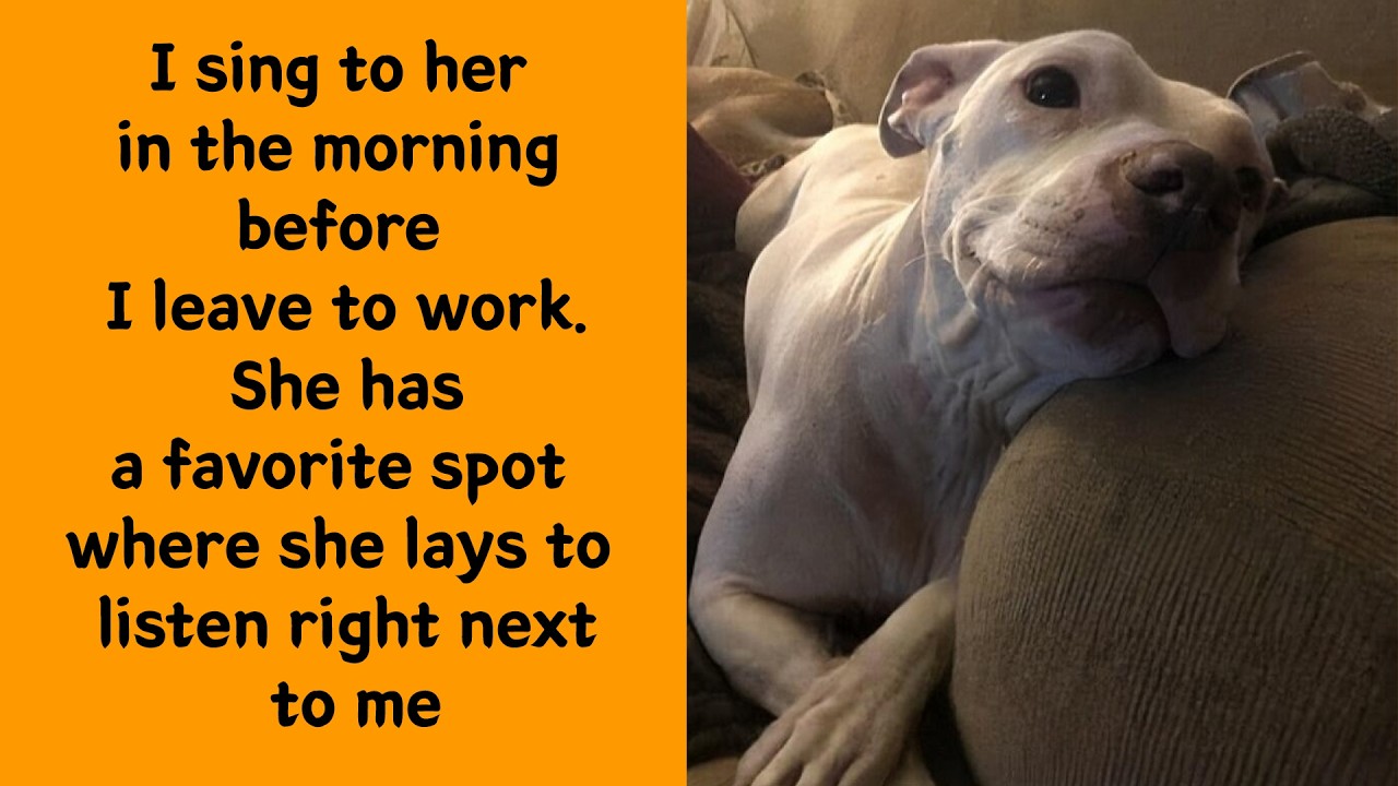 The Best Animal Memes Of 2025 That Made Us Laugh And Smile