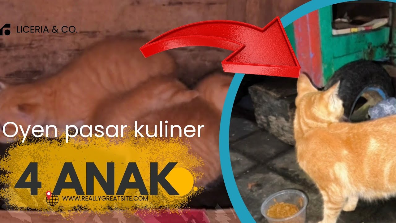 HAY SI OYEN ADA ANAKNYA DI SINI #cat #kucingliar #kucingjalanan 