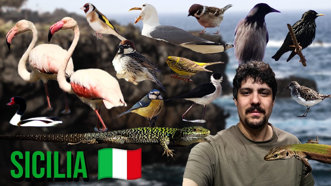 Uccelli di Italia | Sicilia | Ogni specie con il suo nome e suono
