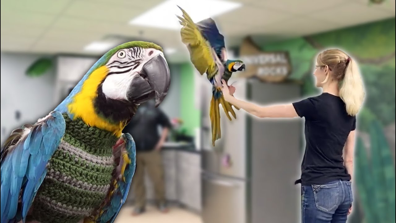 Can We Train Snake Discovery's Macaw to FLY?