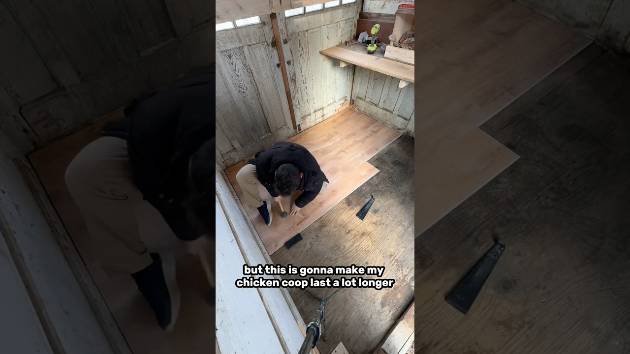 Installing vinyl flooring in a CHICKEN COOP